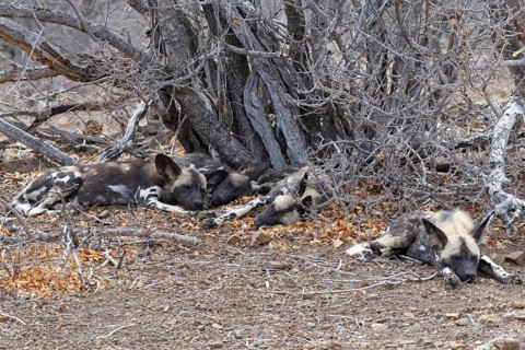 African wild dogs