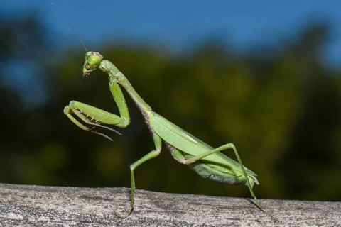 Praying Mantis