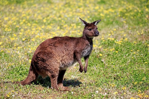 Western gray kangaroo