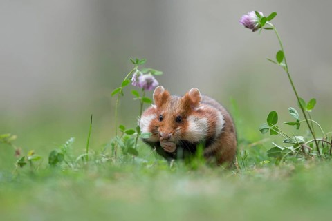 European hamster