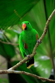 Eclectus Parrot
