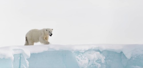 Polar bear