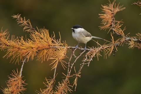 Marsh Tit