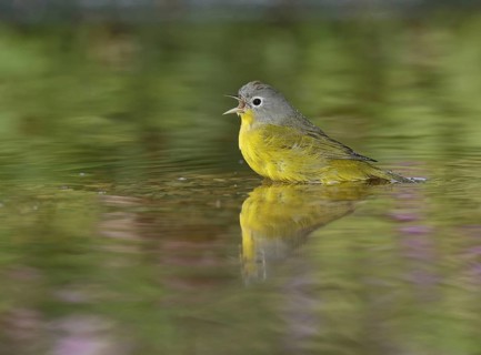 Nashville Warbler