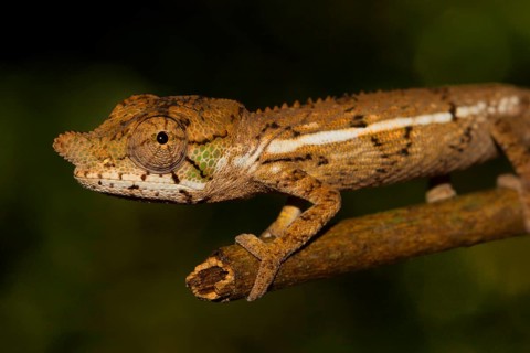 Rhinoceros chameleon
