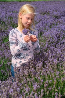 Girl in lavender field
