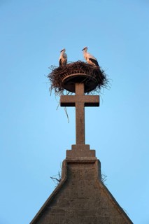 Pairof white storks
