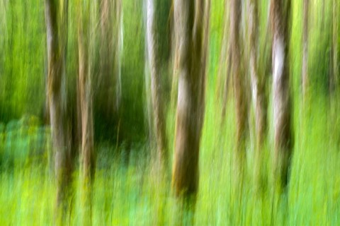 Alder