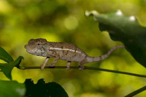 Rhinoceros chameleon