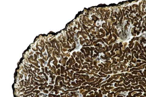 Slice of burgundy truffle