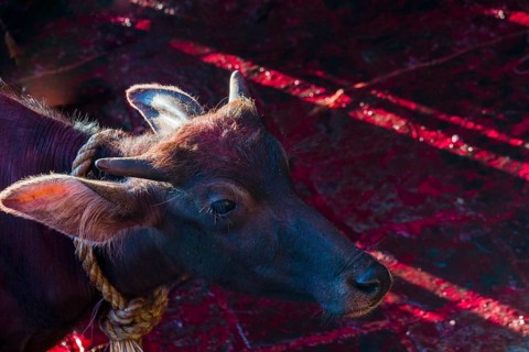 Water buffalo tied up to be sacrificed