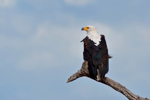 African fish eagle