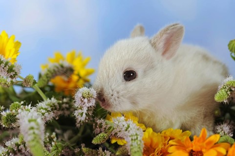 Silver dwarf rabbit sitting in marigold
