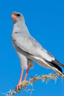Pale chanting goshawk