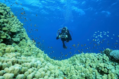 Camera man scuba diver swims near Dome Coral