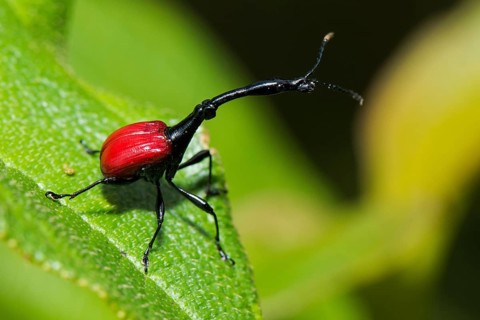 Giraffe weevils
