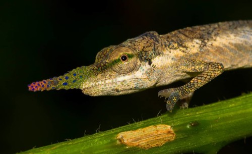 Blade or lance-nosed chameleon