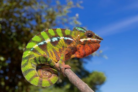 Panther chameleon