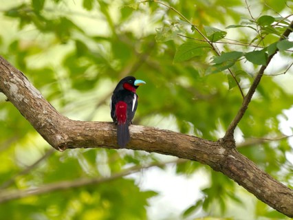 Black-and-red broadbill