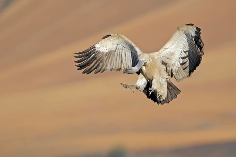Cape vulture