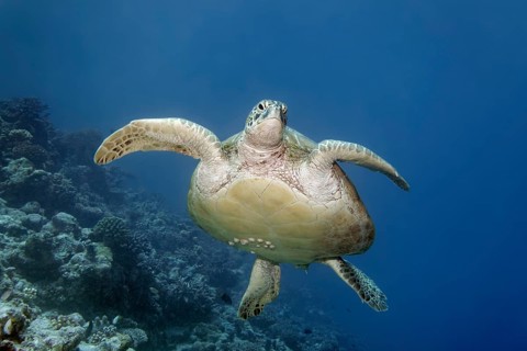 Green turtle