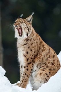 Eurasian lynx
