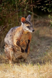 Tammar wallaby