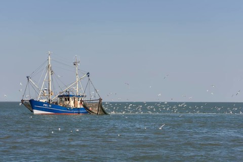 Fishcutter with casted nets at crabs catching
