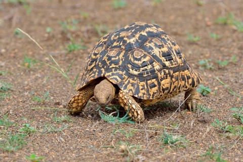 Leopard tortoise