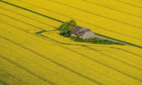 Rape fields on the city boundaries between Ruthen