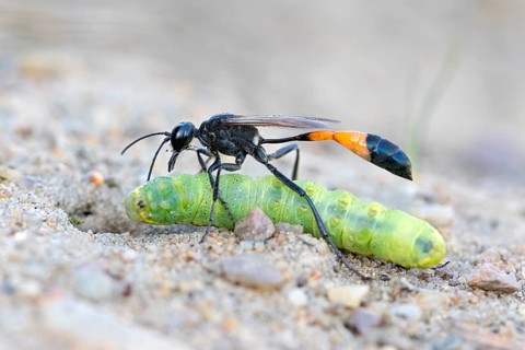 Common Sand Wasp