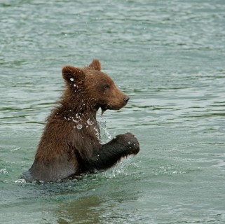Brown bear