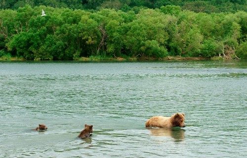 Brown bear