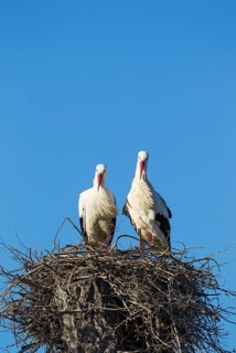 White storks