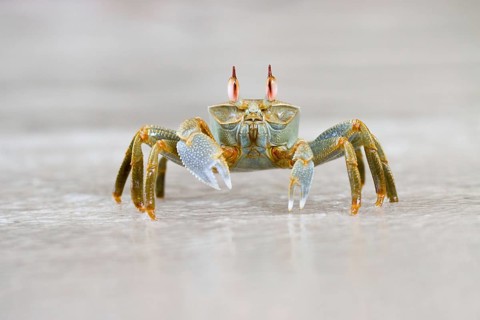 Atlantic Ghost Crab