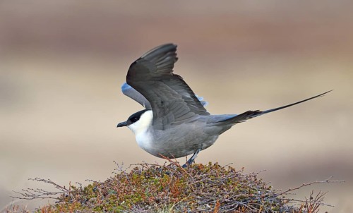 Long-tailed skua or long-tailed jaeger