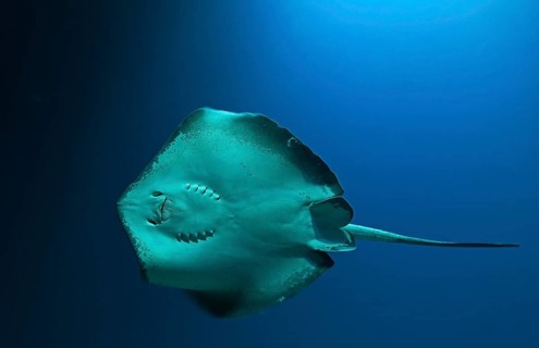 Round ribbontail ray