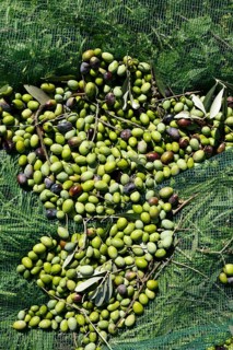 Harvested olives
