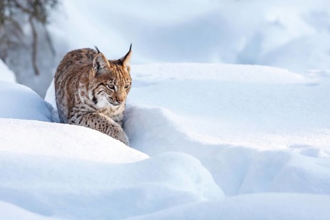 Eurasian lynx