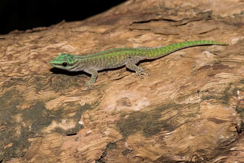 Abbott's day gecko