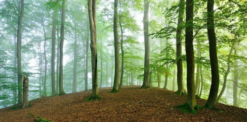 Untouched beech forest with fog