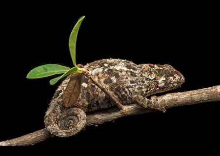 Short-horn chameleon