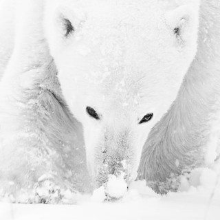 Polar bear