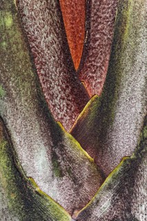 Vegetative center of a palm tree