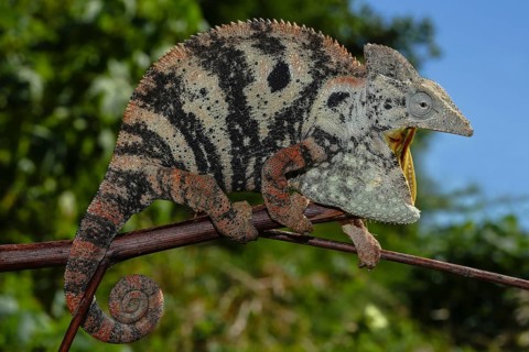 Open mouthed female Malagasy Giant Chameleon