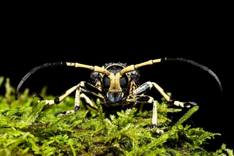 Longhorn beetles