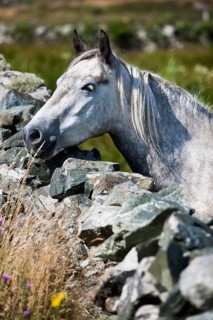 Connemara pony looking over stone wall
