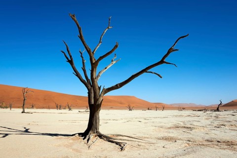Dead camel or giraffe thorn