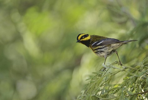 Townsend's Warbler