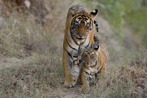 Bengal Tigers
